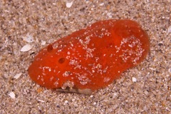 Discodoris paroa