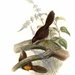 Atrichornis rufescens - Photo John Gould (1804-1881), לא ידועות מגבלות של זכויות יוצרים  (נחלת הכלל)