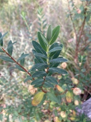 Pimelea ligustrina ciliata