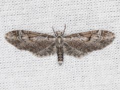 Eupithecia nevadata