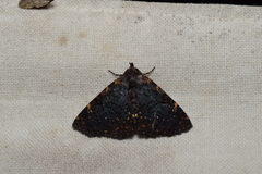 Diomea cremata