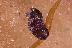 Melanochlamys queritor