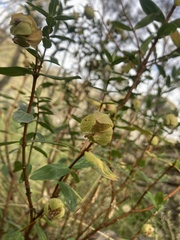 Pimelea ligustrina ciliata