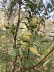Pimelea ligustrina ciliata