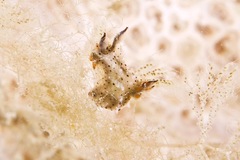 Image of Polycera melanosticta