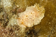 Sclerodoris tarka