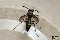 Polybia plebeja