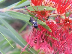 Hylaeinae