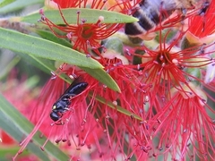 Hylaeinae