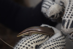 Marisora aquilonaria