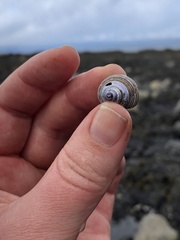 Calliostoma