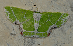 Protuliocnemis castalaria