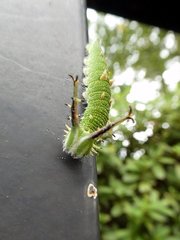 Hestina assimilis assimilis