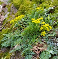 Lomatium hallii