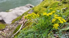 Lomatium hallii