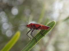Leptocoris mitellatus