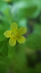 Erythranthe floribunda