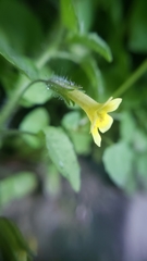 Erythranthe floribunda