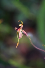 Caladenia plicata