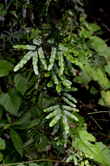 Lygodium reticulatum