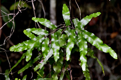 Lygodium reticulatum