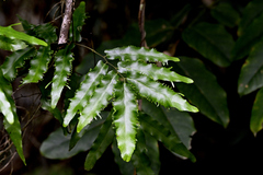 Lygodium reticulatum
