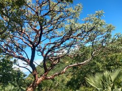 Pseudosmodingium perniciosum