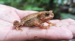 Rhinella justinianoi