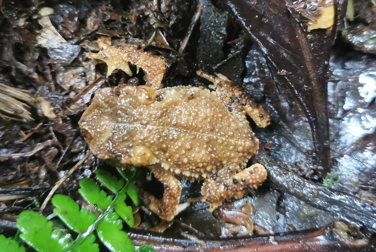 El Chape Toad photo 3