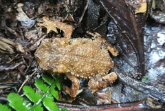 Rhinella justinianoi