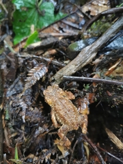 Rhinella justinianoi