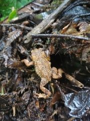 Rhinella justinianoi