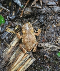 Rhinella justinianoi