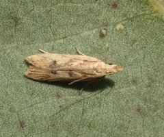 Dichomeris acuminatus