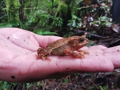 Rhinella justinianoi