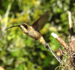 Phaethornis anthophilus