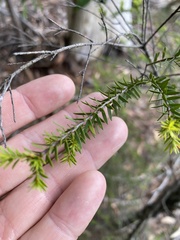 Melaleuca sieberi