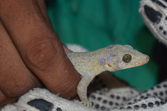 Phyllodactylus