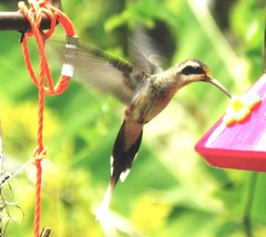 Phaethornis anthophilus