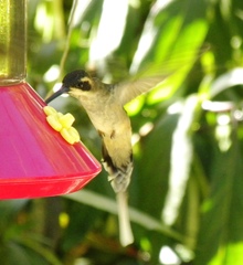Phaethornis anthophilus