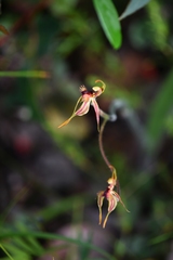 Caladenia plicata