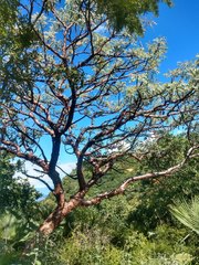 Pseudosmodingium perniciosum