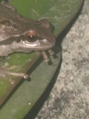Hyla euphorbiacea