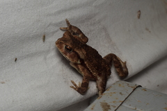 Bufo praetextatus
