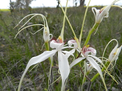 Caladenia longicauda eminens