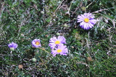 Brachyscome rigidula