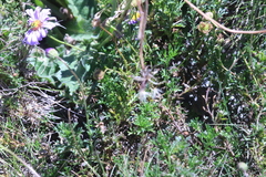 Brachyscome rigidula