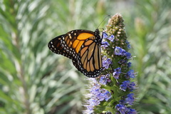 Danaus plexippus
