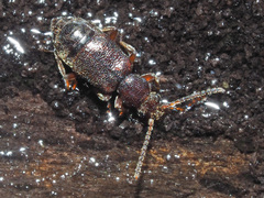 Lesteva punctata