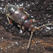 Lesteva punctata - Photo (c) Felix Riegel, some rights reserved (CC BY-NC), uploaded by Felix Riegel